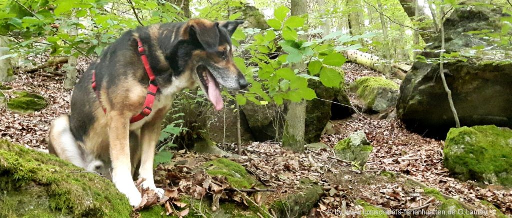 Urlaub mit Hund in Ferienhütte Chalet mit Hund in Bayern Berghütten mieten