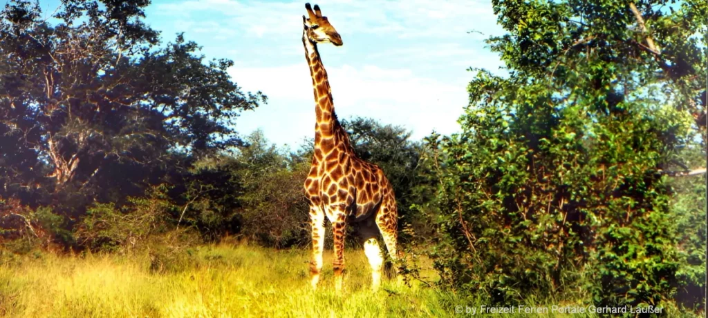 Südafrika Rundreise mit Kruger Nationalpark Safari Tierpark Giraffe
